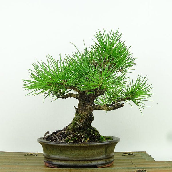 盆栽 松 黒松 樹高 約18cm くろまつ Pinus thunbergii クロマツ マツ科 常緑針葉樹 観賞用 小品 m1161497325