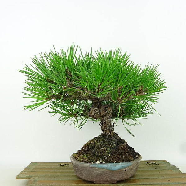 盆栽 松 黒松 樹高 約20cm くろまつ Pinus thunbergii クロマツ マツ科 常緑針葉樹 観賞用 小品 q1161499446