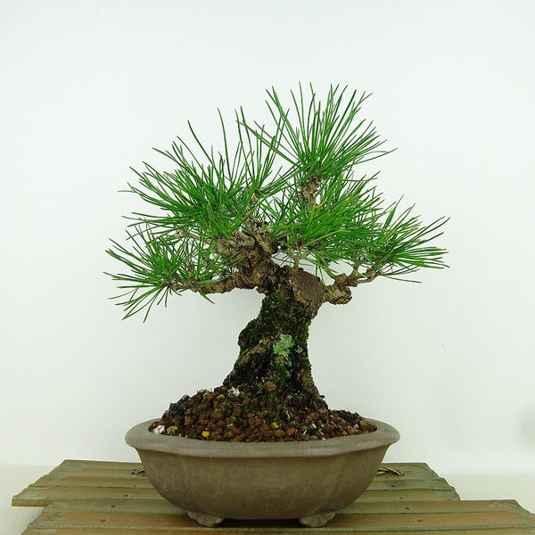 盆栽 松 黒松 樹高 約23cm くろまつ Pinus thunbergii クロマツ 寄せ マツ科 常緑針葉樹 観賞用 w1161507706