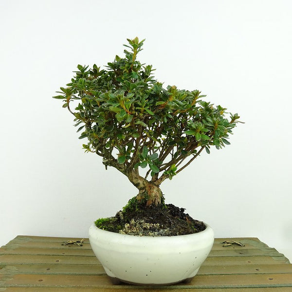 Bonsai Satsuki Miyama Kirishima Tree height about 14cm さつき Rhododendron indicum サツキ ツツジfamily evergreen tree for viewing sketch j1161499290