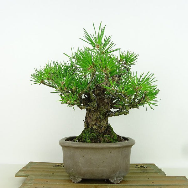 盆栽 松 黒松 樹高 約20cm くろまつ Pinus thunbergii クロマツ マツ科 常緑針葉樹 観賞用 小品 l1161508669