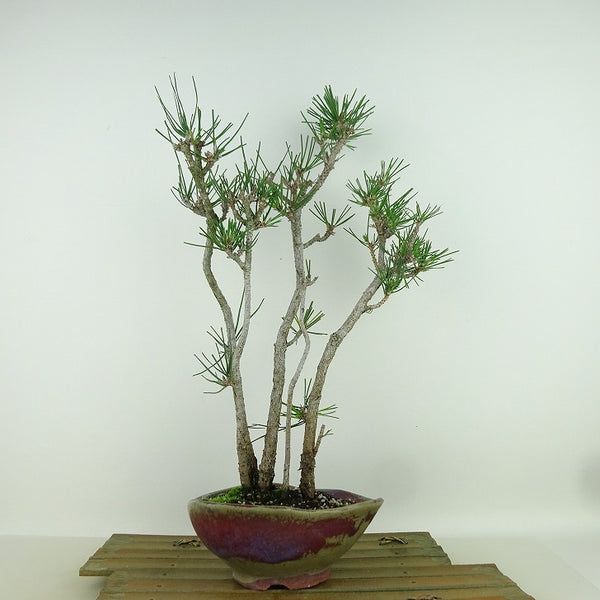 盆栽 松 黒松 樹高 約37cm くろまつ Pinus thunbergii クロマツ マツ科 常緑針葉樹 観賞用 t1161488143