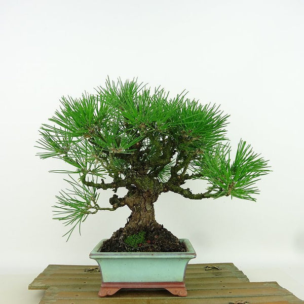 盆栽 松 黒松 樹高 約22cm くろまつ Pinus thunbergii クロマツ マツ科 常緑針葉樹 観賞用 x1161497739