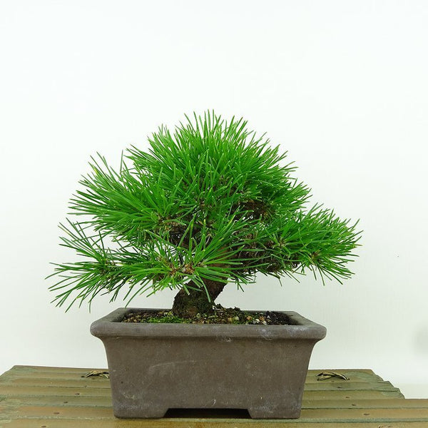 盆栽 松 黒松 樹高 約13cm くろまつ Pinus thunbergii クロマツ マツ科 常緑針葉樹 観賞用 小品 q1161498840