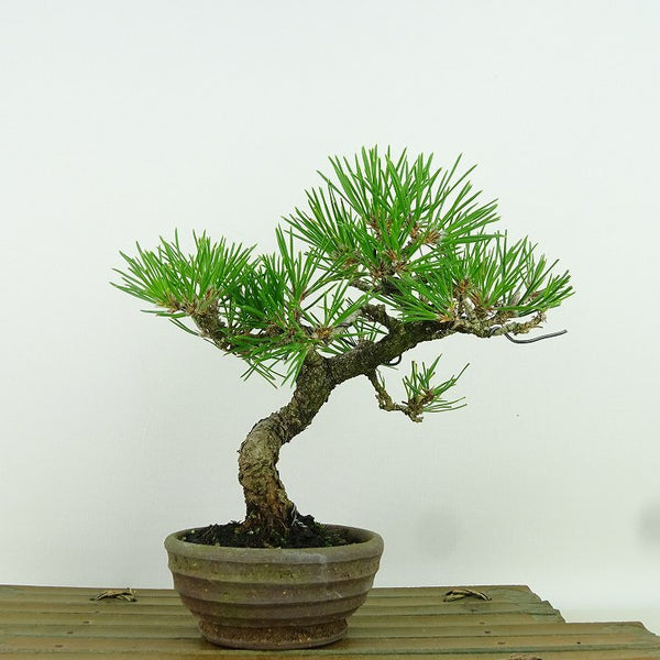 Potted pine, black pine, tree height, about 17cm, Pinus thunbergii, クロマツ, Malinaceae, evergreen coniferous tree, for viewing, sketch v1161563156