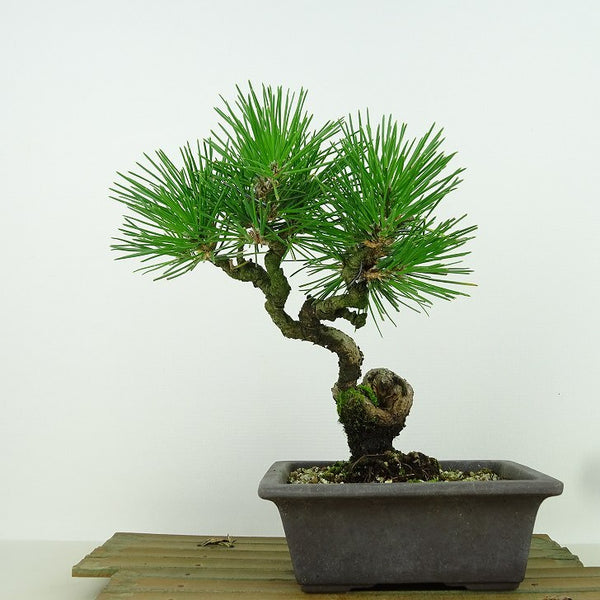 盆栽 松 黒松 樹高 約22cm くろまつ Pinus thunbergii クロマツ マツ科 常緑針葉樹 観賞用 x1161548729