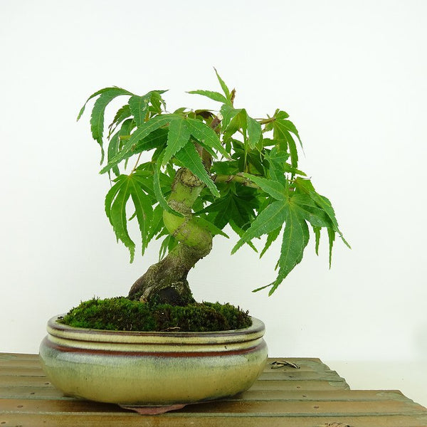 盆栽 紅葉 清玄 樹高 約19cm もみじ Acer palmatum モミジ カエデ科 落葉樹 観賞用 小品 n1161578660