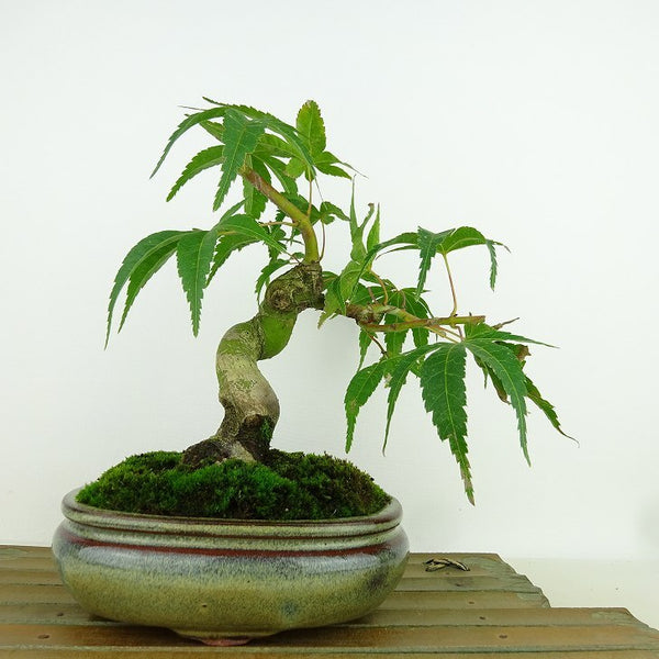 盆栽 紅葉 清玄 樹高 約18cm もみじ Acer palmatum モミジ カエデ科 落葉樹 観賞用 小品 v1161594458