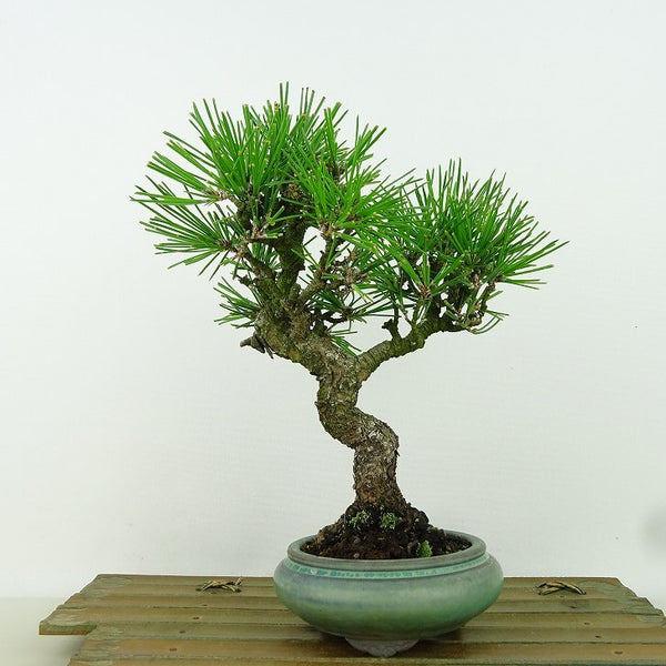 盆栽 松 黒松 樹高 約20cm くろまつ Pinus thunbergii クロマツ マツ科 常緑針葉樹 観賞用 小品 u1162226291