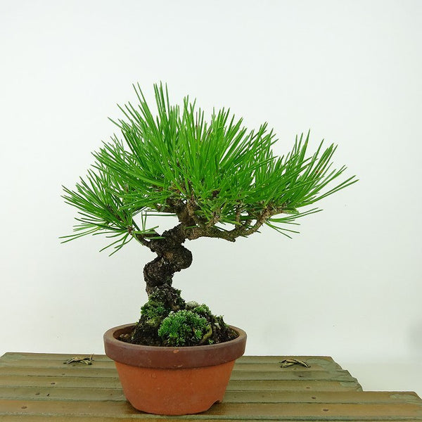 盆栽 松 黒松 樹高 約16cm くろまつ Pinus thunbergii クロマツ マツ科 常緑針葉樹 観賞用 小品 e1162220001