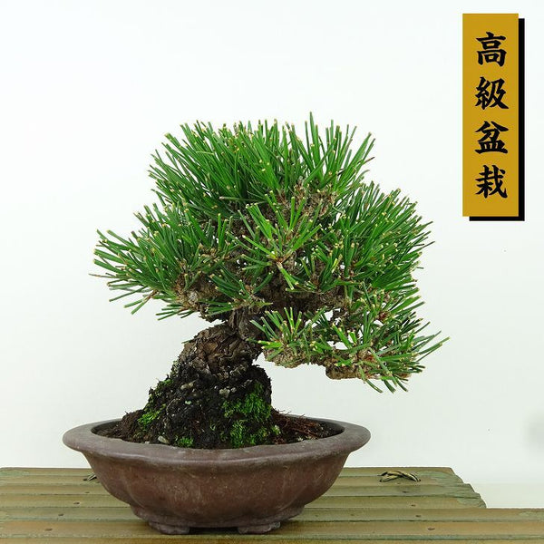 盆栽 松 黒松 樹高 約15cm くろまつ 高級盆栽 Pinus thunbergii クロマツ マツ科 常緑針葉樹 観賞用 小品 v1162220374