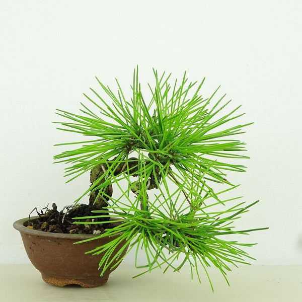 盆栽 松 黒松 樹高 上下 約13cm くろまつ Pinus thunbergii クロマツ マツ科 常緑針葉樹 観賞用 小品 k1162205590