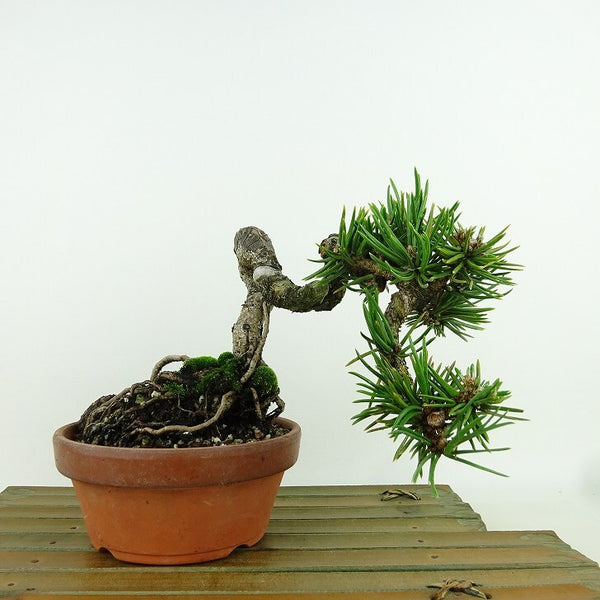 盆栽 松 黒松 樹高 約13cm くろまつ Pinus thunbergii クロマツ 寸松 マツ科 常緑針葉樹 観賞用 小品 1162201318