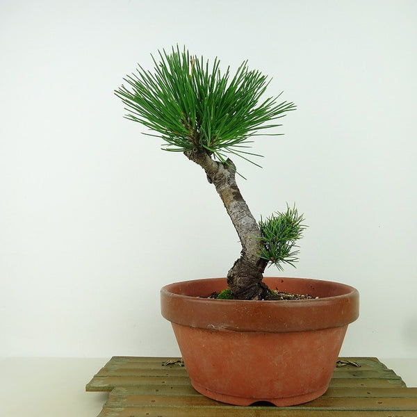 盆栽 松 五葉松 明星 樹高 約21cm ごようまつ Pinus parviflora ゴヨウマツ マツ科 常緑針葉樹 観賞用 g1162217844