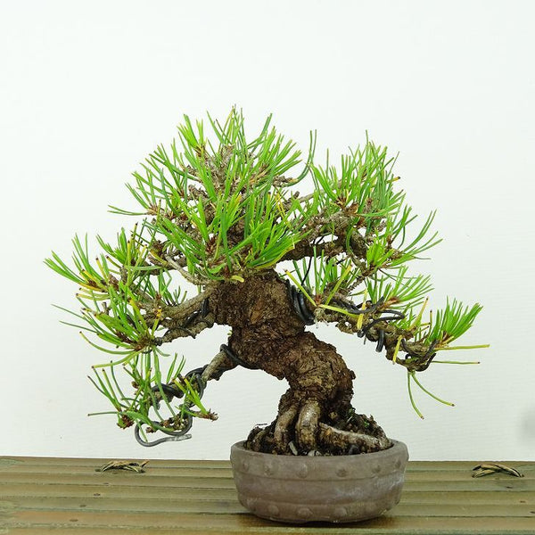 盆栽 松 赤松 樹高 約14cm あかまつ Pinus densiflora アカマツ red pine マツ科 常緑樹 観賞用 小品 d1162213047