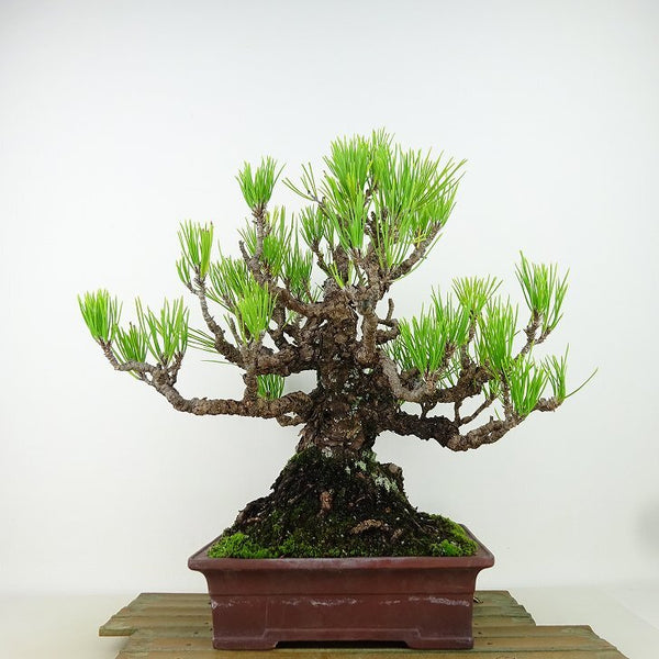 盆栽 松 黒松 樹高 約29cm くろまつ Pinus thunbergii クロマツ マツ科 常緑針葉樹 観賞用 p1162207084