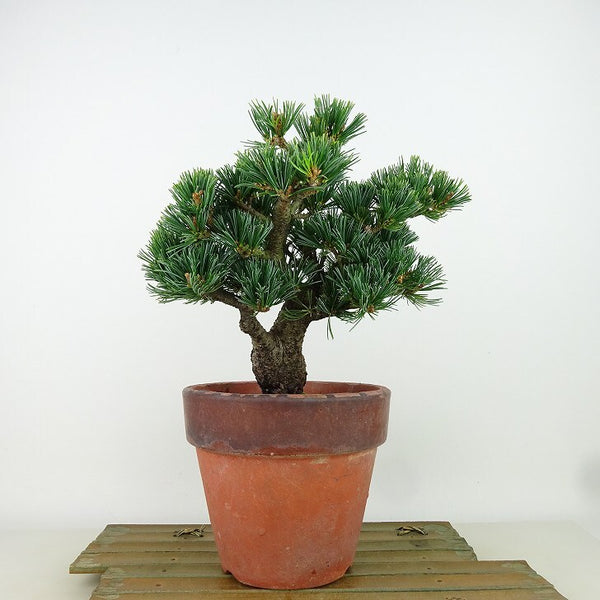 盆栽 松 五葉松 明星 樹高 約18cm ごようまつ Pinus parviflora ゴヨウマツ マツ科 常緑針葉樹 観賞用 小品 b1162221734