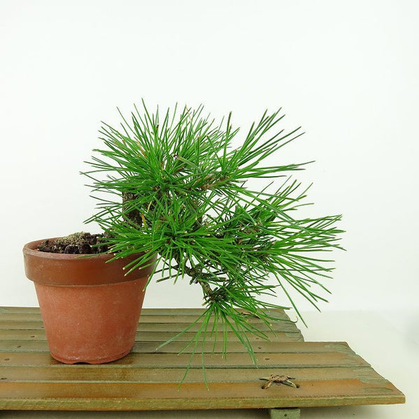 盆栽 松 黒松 樹高 上下 約16cm くろまつ Pinus thunbergii クロマツ マツ科 常緑針葉樹 観賞用 小品 d1162222159