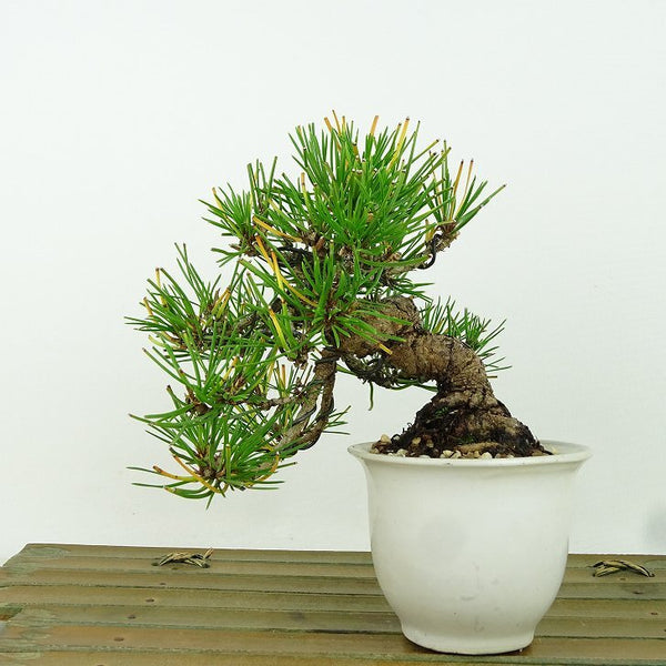 盆栽 松 赤松 樹高 上下 約13cm あかまつ Pinus densiflora アカマツ red pine マツ科 常緑樹 観賞用 小品 x1162206399