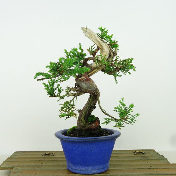 盆栽 真柏 樹高 約17cm しんぱく Juniperus chinensis シンパク “ジン シャリ” ヒノキ科 常緑樹 観賞用 小品 1162214762