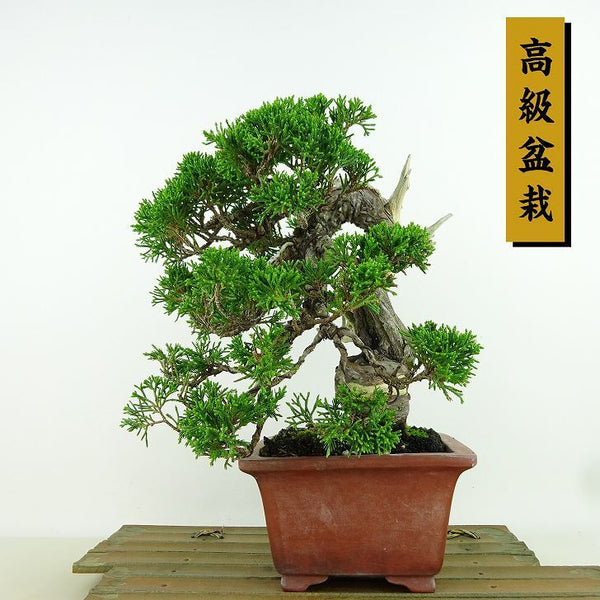 盆栽 真柏 樹高 約20cm しんぱく 高級盆栽 Juniperus chinensis シンパク “ジン シャリ” ヒノキ科 常緑樹 観賞用 小品 u1162239983