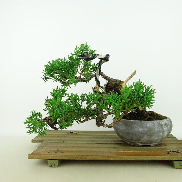 盆栽 真柏 樹高 上下 約16cm しんぱく Juniperus chinensis シンパク “ジン シャリ” ヒノキ科 常緑樹 観賞用 小品 r1162213025