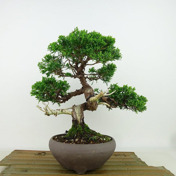 盆栽 真柏 樹高 約22cm しんぱく Juniperus chinensis シンパク “ジン シャリ” ヒノキ科 常緑樹 観賞用 l1162224649