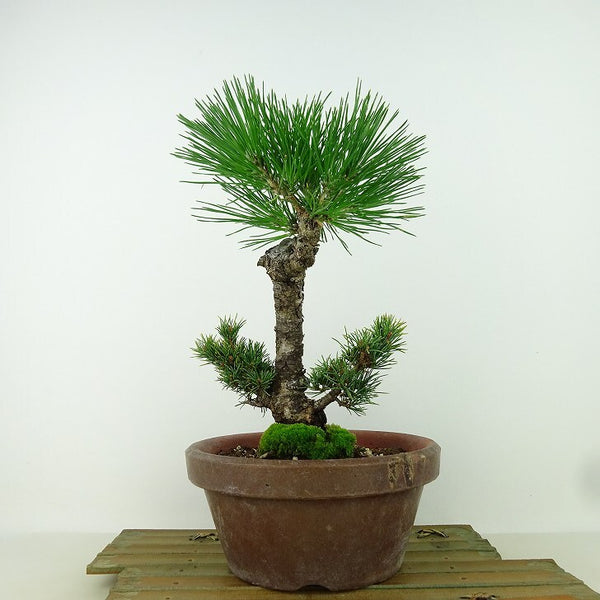 盆栽 松 五葉松 明星 樹高 約23cm ごようまつ Pinus parviflora ゴヨウマツ マツ科 常緑針葉樹 観賞用 q1162226221