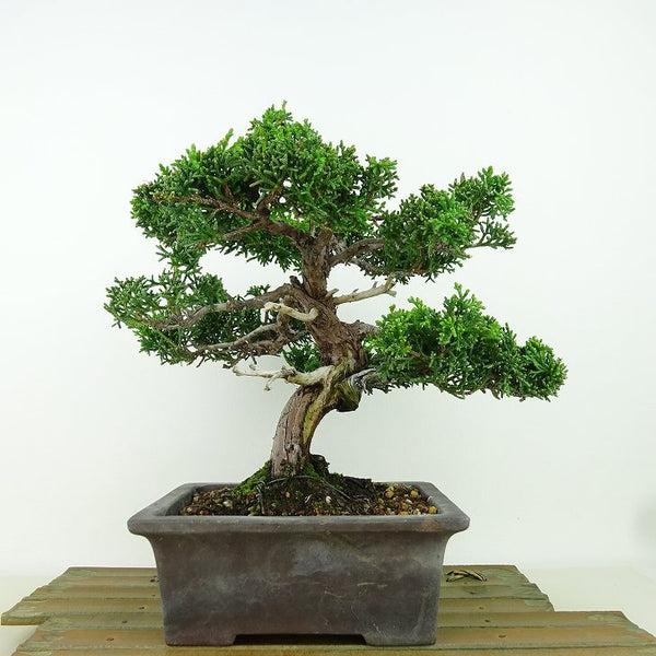 盆栽 真柏 樹高 約19cm しんぱく Juniperus chinensis シンパク “ジン シャリ” ヒノキ科 常緑樹 観賞用 小品 n1162219032