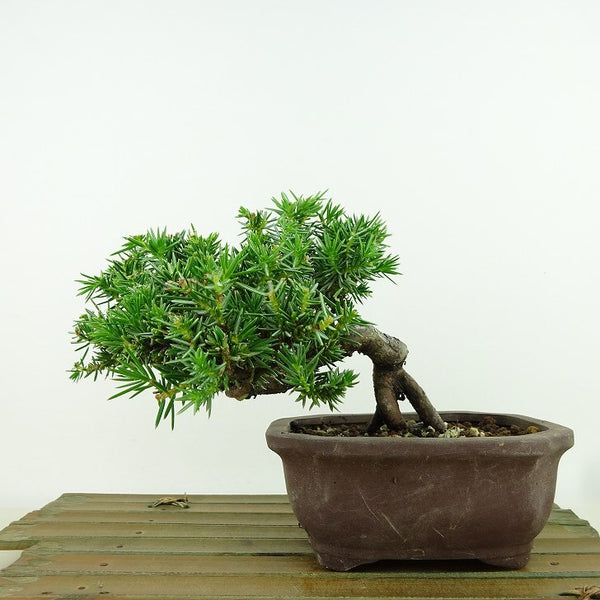 盆栽 杜松 樹高 約11cm としょう Juniperus rigida トショウ ヒノキ科 常緑針葉樹 観賞用 小品 g1162237209