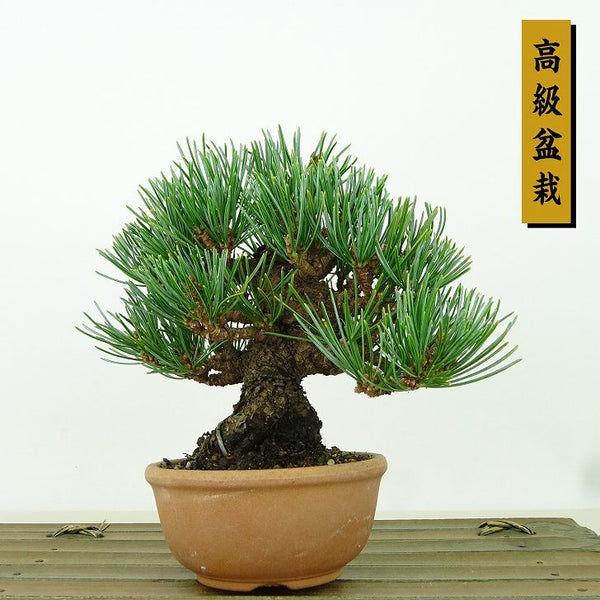 盆栽 松 五葉松 樹高 約10cm ごようまつ 高級盆栽 Pinus parviflora ゴヨウマツ マツ科 常緑針葉樹 観賞用 小品 q1162226427