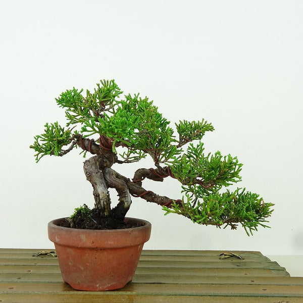 盆栽 真柏 樹高 約11cm しんぱく Juniperus chinensis シンパク ヒノキ科 常緑樹 観賞用 小品 m1162220318