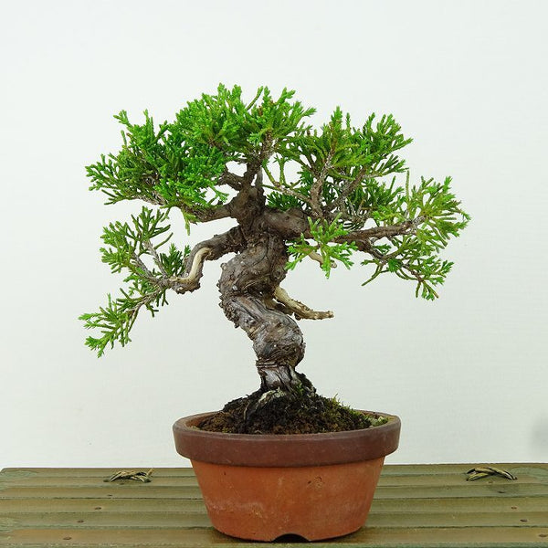 盆栽 真柏 樹高 約14cm しんぱく Juniperus chinensis シンパク “ジン シャリ” ヒノキ科 常緑樹 観賞用 小品 m1162216835