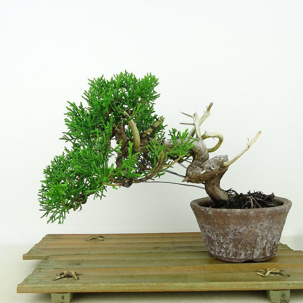 盆栽 真柏 樹高 約15cm しんぱく Juniperus chinensis シンパク “ジン シャリ” ヒノキ科 常緑樹 観賞用 小品 w1162218199