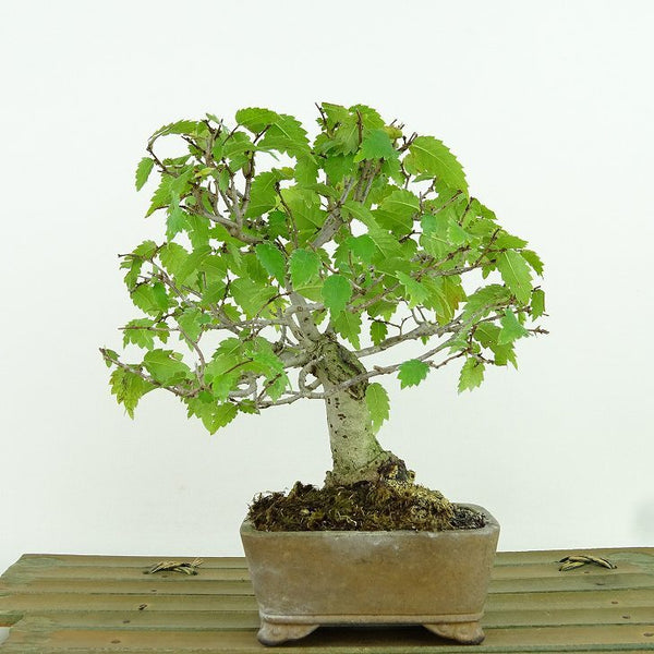 Potted Keyaki tree about 15cm tall Zelkova serrata Zelkova serrata Deciduous tree of the family Zelkovaceae ornamental sketch w1162234612