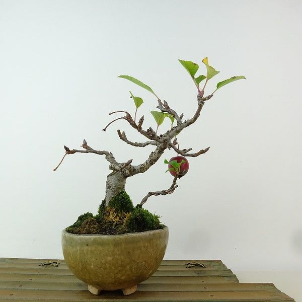 盆栽 姫林檎 樹高 約18cm ひめりんご Malus prunifolia ヒメリンゴ バラ科 リンゴ属 落葉樹 観賞用 小品 g1162246254