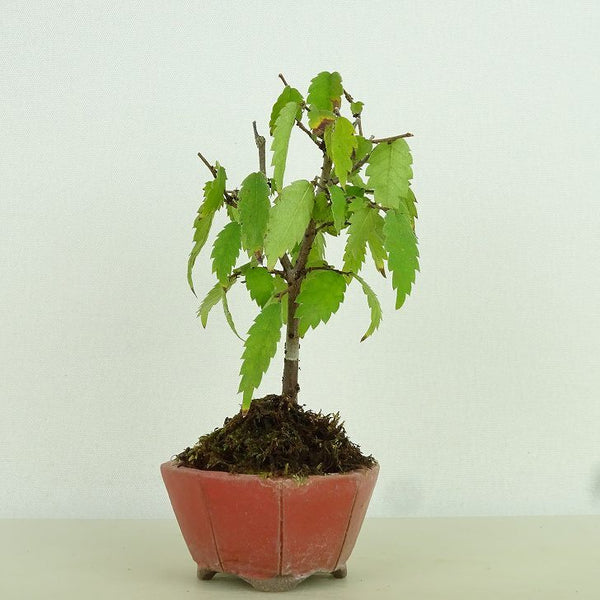 盆栽 欅 樹高 約9cm けやき Zelkova serrata ケヤキ 紅葉 ニレ科 ケヤキ属 落葉樹 観賞用 小品 h1162248660