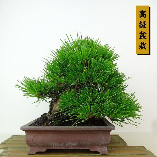 盆栽 松 黒松 樹高 約21cm くろまつ 高級盆栽 Pinus thunbergii クロマツ マツ科 常緑針葉樹 観賞用 w1162563760