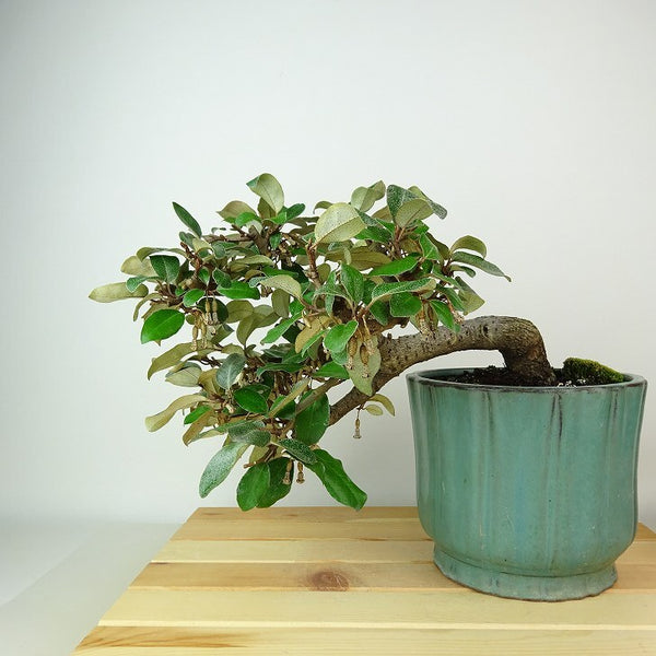 盆栽 寒茱萸 樹高 上下 約21cm かんぐみ Elaeagnus カングミ グミ科 常緑樹 観賞用 u1162576077