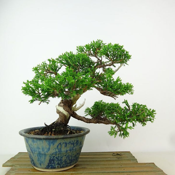 盆栽 真柏 樹高 約18cm しんぱく Juniperus chinensis シンパク “ジン シャリ” ヒノキ科 常緑樹 観賞用 小品 d1162571102