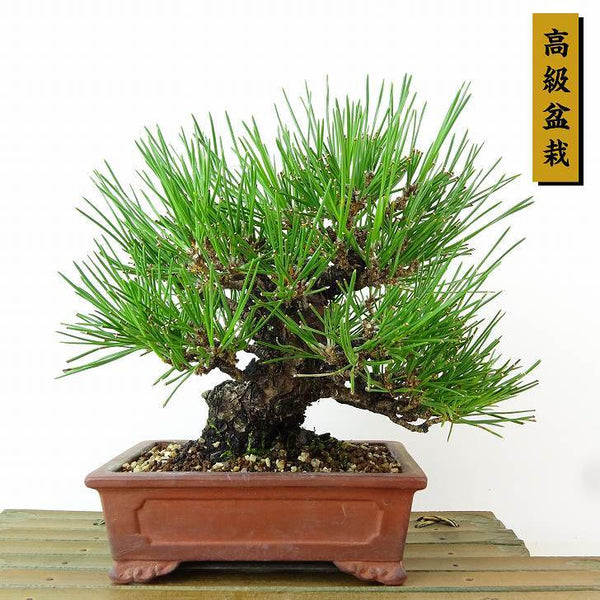 盆栽 松 黒松 樹高 約18cm くろまつ 高級盆栽 Pinus thunbergii クロマツ マツ科 常緑針葉樹 観賞用 小品 u1162572937