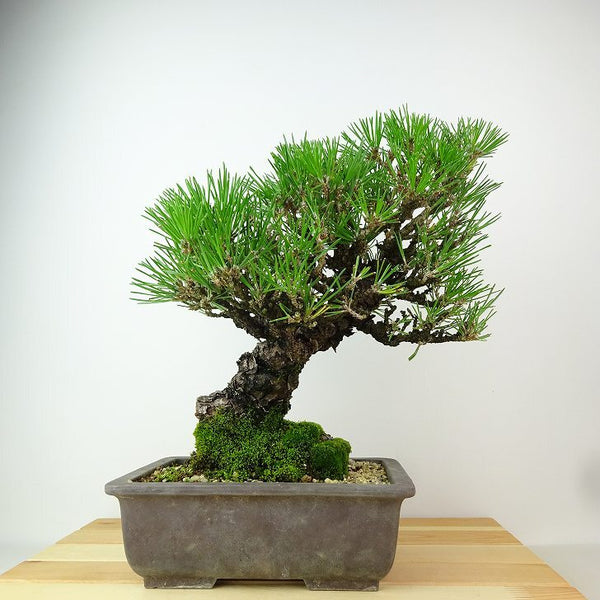 盆栽 松 黒松 樹高 約28cm くろまつ Pinus thunbergii クロマツ マツ科 常緑針葉樹 観賞用 h1162571382