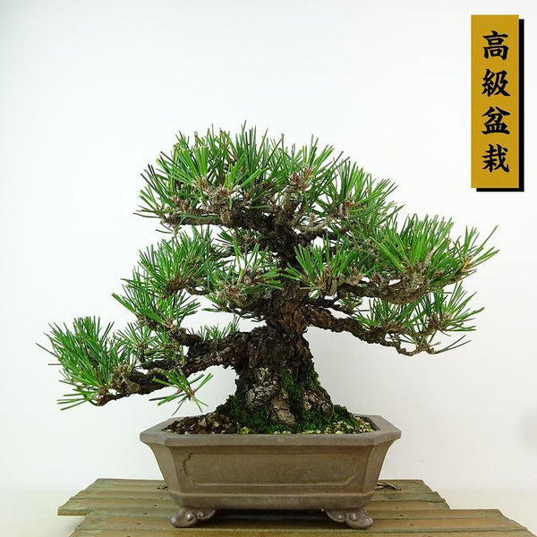 盆栽 松 黒松 樹高 約18cm くろまつ 高級盆栽 Pinus thunbergii クロマツ マツ科 常緑針葉樹 観賞用 小品 u1162581906