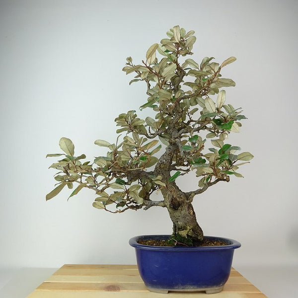 盆栽 寒茱萸 樹高 約44cm かんぐみ Elaeagnus カングミ グミ科 常緑樹 観賞用 s1162562629