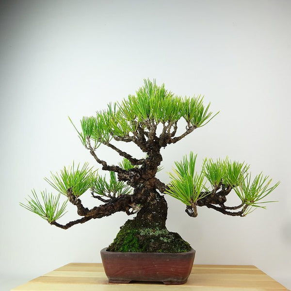 盆栽 松 黒松 樹高 約30cm くろまつ Pinus thunbergii クロマツ マツ科 常緑針葉樹 観賞用 v1162571822