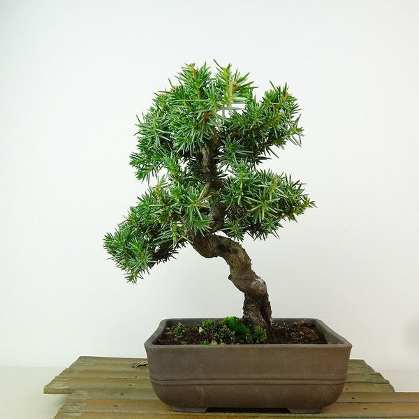 盆栽 杜松 樹高 約17cm としょう Juniperus rigida トショウヒノキ科 常緑針葉樹 観賞用 小品 m1162550898