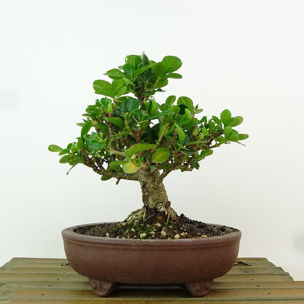 Potted gardenia tree height about 16cm Gardenia jasminoides Gardenia jasminoides Gardenia jasmine evergreen tree for viewing sketch m1162554376