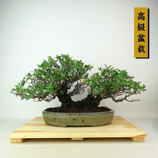 盆栽 ピラカンサ 樹高 約23cm 高級盆栽 Pyracantha 実物 オレンジ バラ科 常緑樹 観賞用 e1162560486