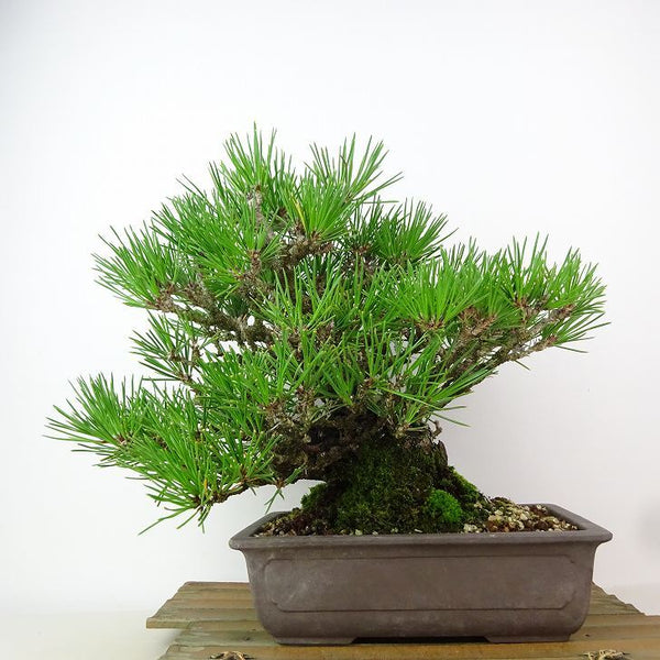 盆栽 松 黒松 樹高 約22cm くろまつ Pinus thunbergii クロマツ マツ科 常緑針葉樹 観賞用 c1162555230