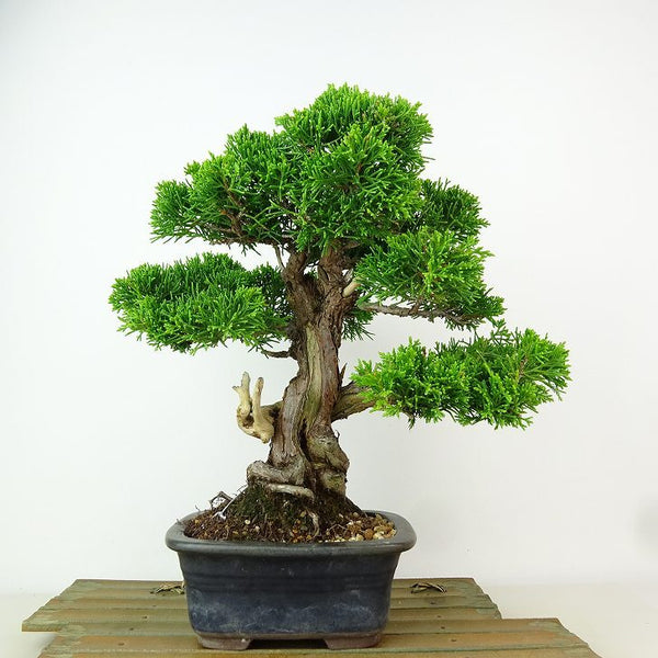 盆栽 真柏 樹高 約25cm しんぱく Juniperus chinensis シンパク “ジン シャリ” ヒノキ科 常緑樹 観賞用 r1162546326